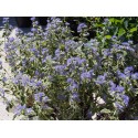 Caryopteris clandonensis x 'White Surprise' ®- spirée bleue