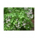 Deutzia compacta 'Lavender Time'