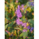 Caryopteris incana 'Cary'