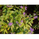 Caryopteris incana 'Cary'