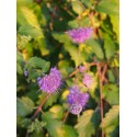 Caryopteris incana 'Weeping Form'