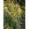 Caryopteris incana 'Weeping Form'