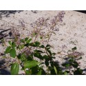 Ceanothus delilianus x 'Gloire de Versailles' - lilas de Californie, ceanothes,