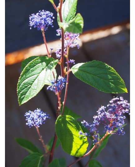Ceanothus delilianus x 'Henri Desfossé'- Lilas de Californie