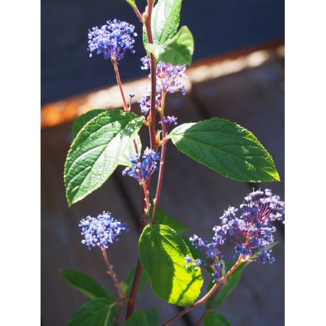 Ceanothus delilianus x 'Henri Desfossé'- Lilas de Californie