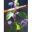 Ceanothus delilianus x 'Henri Desfossé'- Lilas de Californie