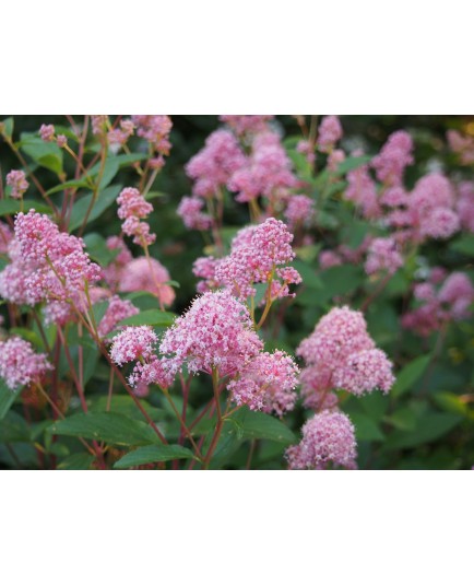 Ceanothus pallidus x 'Marie Rose' - lilas de Californie