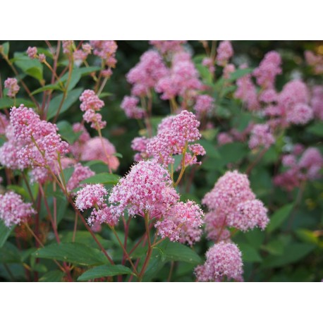 Ceanothus pallidus x 'Marie Rose' - lilas de Californie