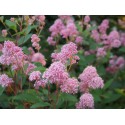 Ceanothus pallidus x 'Marie Rose' - lilas de Californie