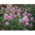 Ceanothus pallidus x 'Marie Rose' - lilas de Californie