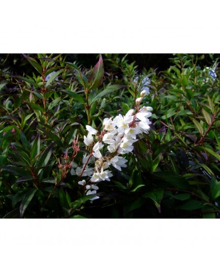 Deutzia crenata var. nakaiana 'Nikko'