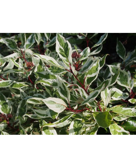 Cornus alba 'Ivory Halo'® - cornouiller