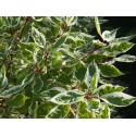 Cornus alba 'Ivory Halo'® - cornouiller