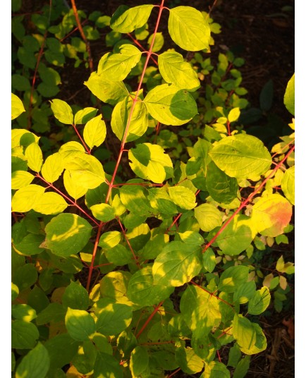 Cornus sanguinea 'Winter Beauty' - Cornouiller