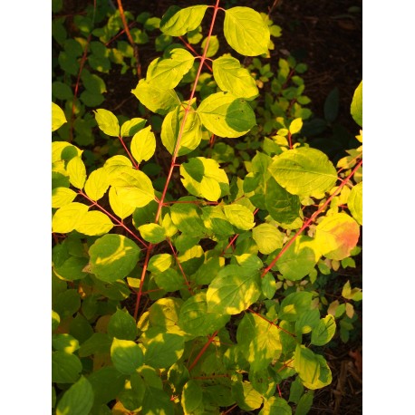 Cornus sanguinea 'Winter Beauty' - Cornouiller