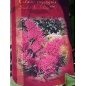 Cotinus coggygria 'Smokey Joe' ®