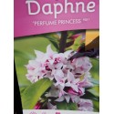 Daphne odorata 'Perfume Princess'