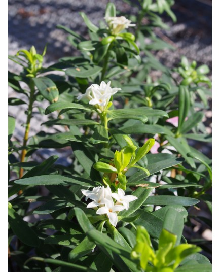 Daphne x 'Eternal Fragrance' ® ( Blafra)