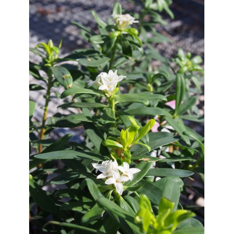 Daphne x 'Eternal Fragrance' ® ( Blafra)