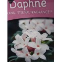 Daphne x 'Eternal Fragrance' ® ( Blafra)
