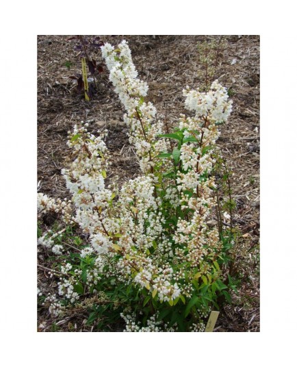 Deutzia discolor