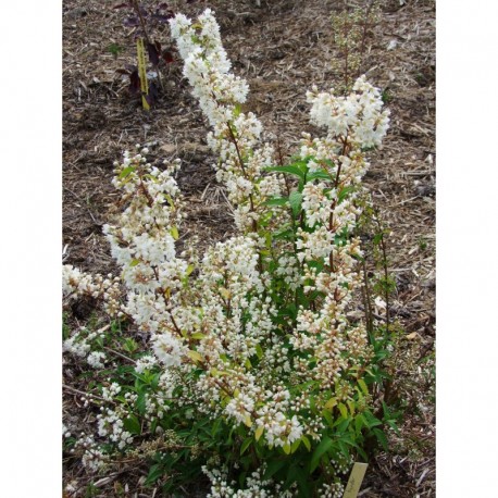 Deutzia discolor