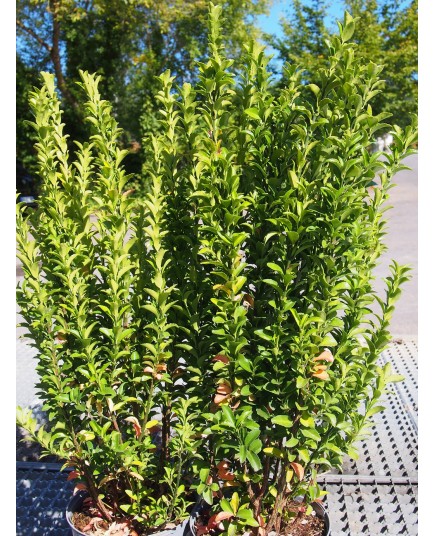 Euonymus japonicus 'Green Spire'