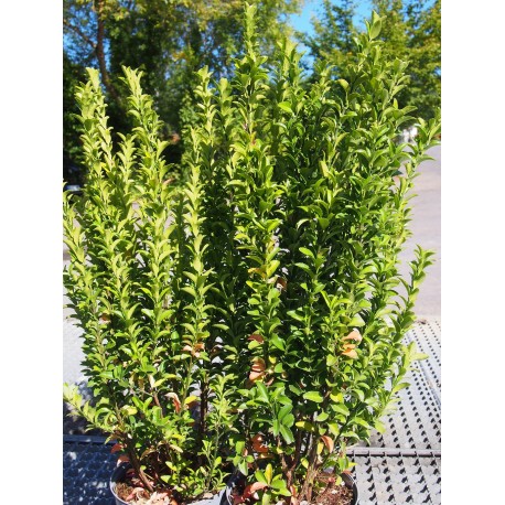 Euonymus japonicus 'Green Spire'