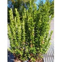 Euonymus japonicus 'Green Spire'