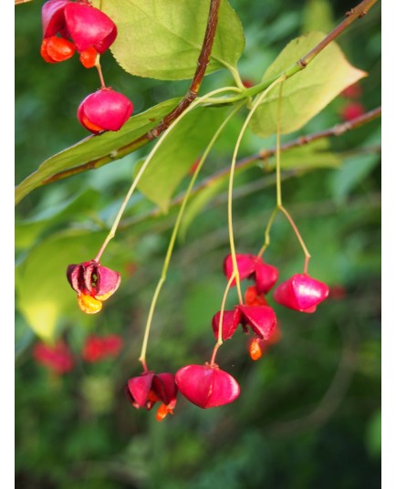 Euonymus phellomanus - Fusain