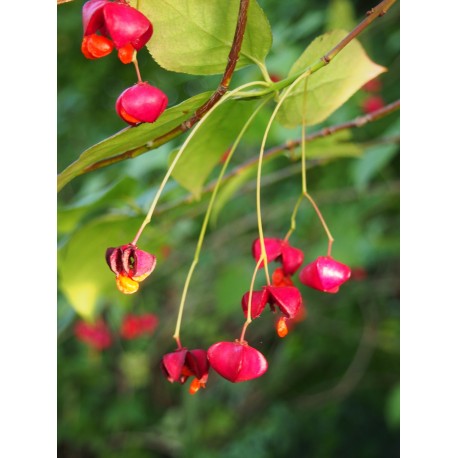 Euonymus phellomanus - Fusain