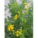 Genista tinctoria 'Royal Gold' - Genet des teinturiers