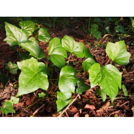 Hedera algeriensis 'Algerian Bellecour'