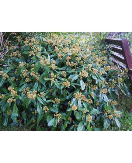 Hedera colchica 'Arborescens' - lierre de Colchide