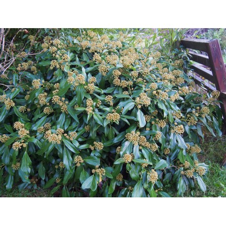 Hedera colchica 'Arborescens' - lierre de Colchide