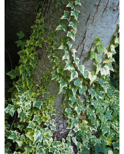 Hedera helix 'Cavendishii' - lierre panaché