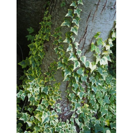 Hedera helix 'Cavendishii' - lierre panaché