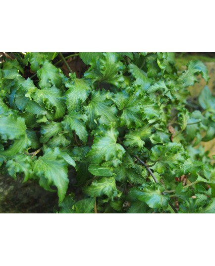 Hedera helix 'Filigran' - lierre