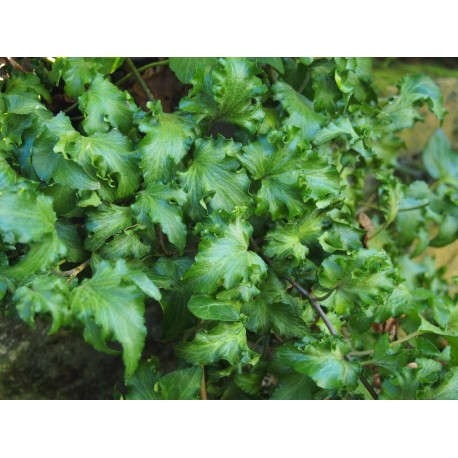 Hedera helix 'Filigran' - lierre