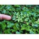 Hedera helix 'Duckfoot'