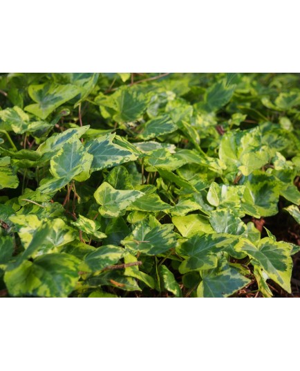 Hedera helix 'Gold Inge'