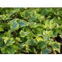 Hedera helix 'Gold Inge'