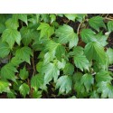 Hedera helix 'Green Ripple' - Lierre découpé