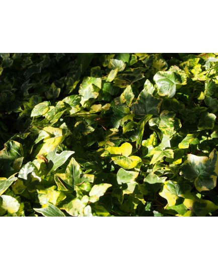 Hedera helix 'Yellow Ripple' - lierre découpé panaché