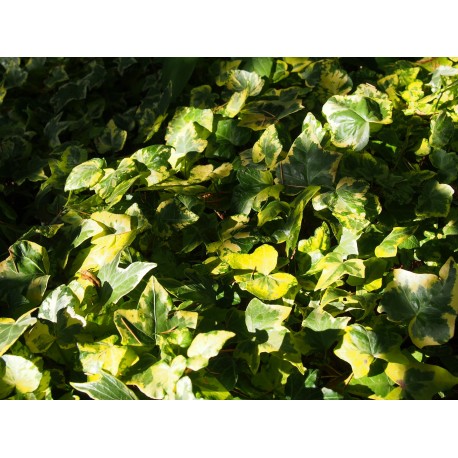 Hedera helix 'Yellow Ripple' - lierre découpé panaché