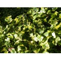 Hedera helix 'Yellow Ripple' - lierre découpé panaché