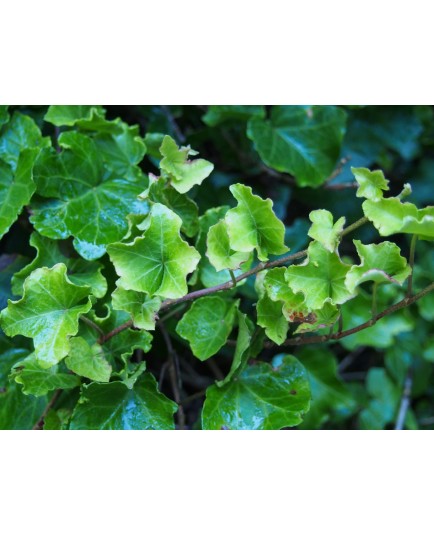 Hedera helix 'Parsley's Crested'