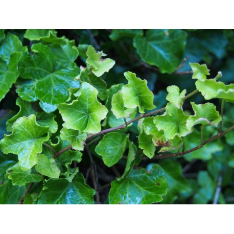 Hedera helix 'Parsley's Crested'