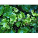 Hedera helix 'Parsley's Crested'