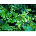 Hedera helix 'Parsley's Crested'